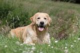 GOLDEN RETRIEVER 387
